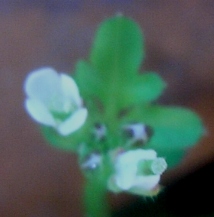 Cardamine hirsuta